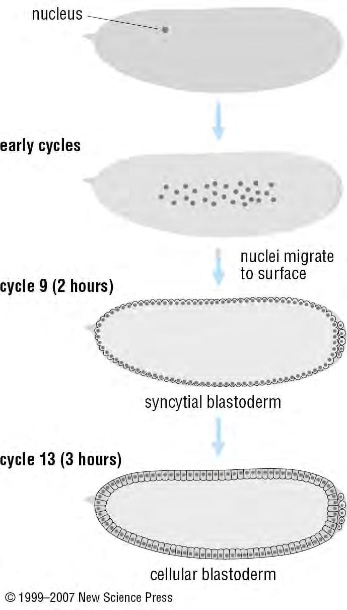 Early divisions in Drosophila. After fertilization, rapid nuclear divisions occur without cytoplasmic division, resulting in the formation of a syncytium.