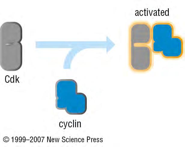 Cyclin dependent kinase activation.