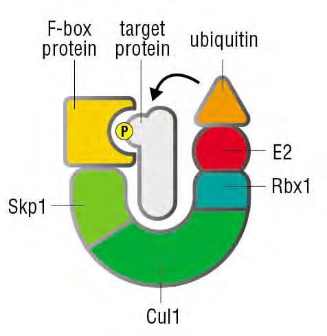 Cyclins are destroyed by the ubiquitin proteasome system.