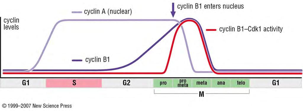 Mitotic cyclin levels in a somatic mammalian cell. Cyclin A is primarily a nuclear protein whose levels and associated Cdk2 activity rise in early S phase and drop in prometaphase (pale purple line).