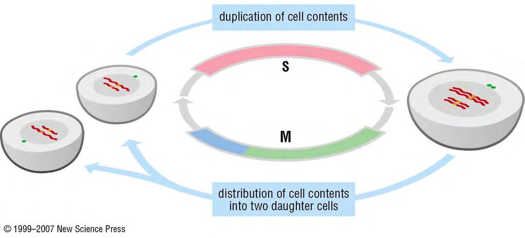 The cell cycle.
