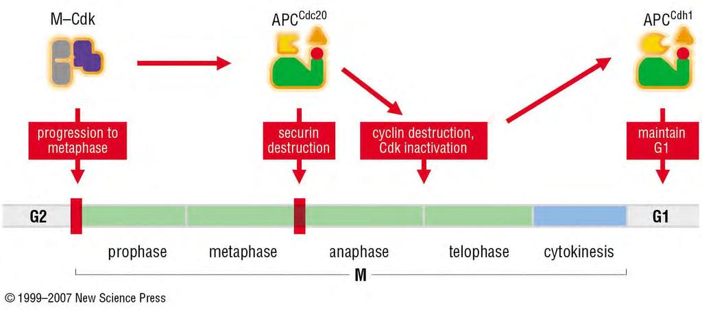 Control of late mitotic events by the APC. M Cdk activity promotes the events of early mitosis, resulting in the metaphase alignment of sister chromatids on the spindle.