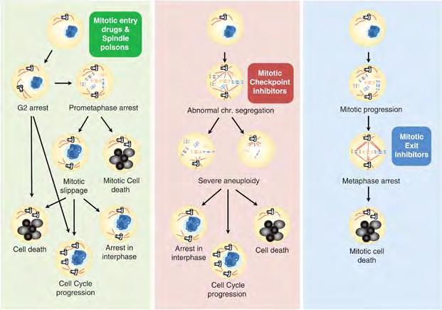 Different strategies targeting mitosis in anti cancer