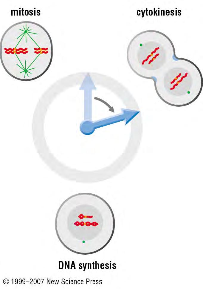 A simple cell cycle control system.