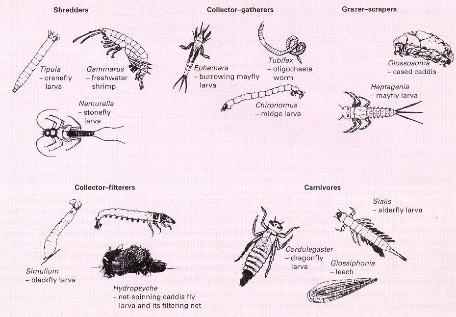 Figure 11.5: Freshwater invertebrate feeding guilds Dr.