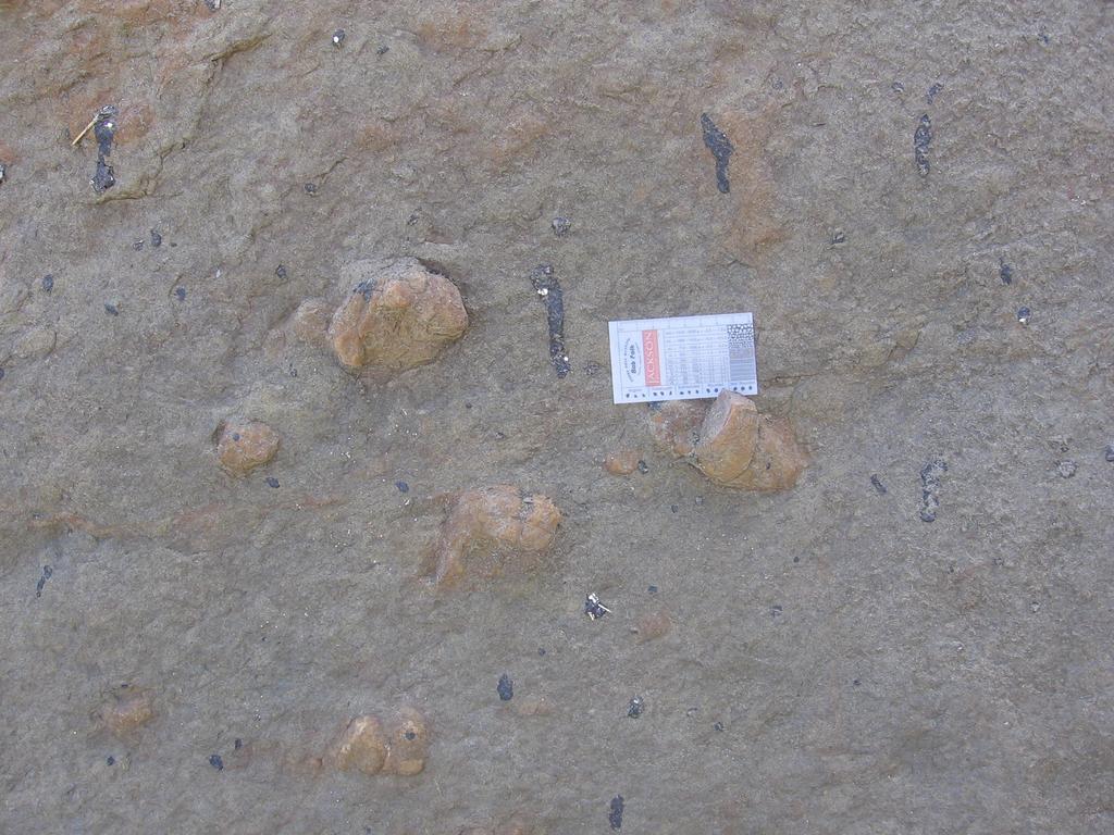 LOCATION 1 Glauconite rich fine sands and silts (Montserrat Member) contain pebble to clast-sized iron rich nodules.