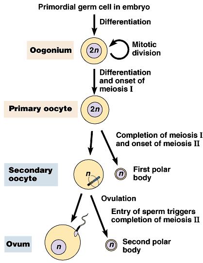 Egg production Oogenesis eggs in ovaries halted before Anaphase 1 Meiosis 1 completed during maturation Meiosis 2 completed after fertilization 1 egg + 2 polar bodies