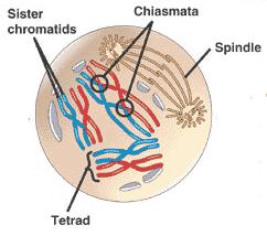 Prophase I Synapsis (crossing-over) Homologues become closely associated as tetrad Crossing over occurs between non-sister chromatids Non-sister