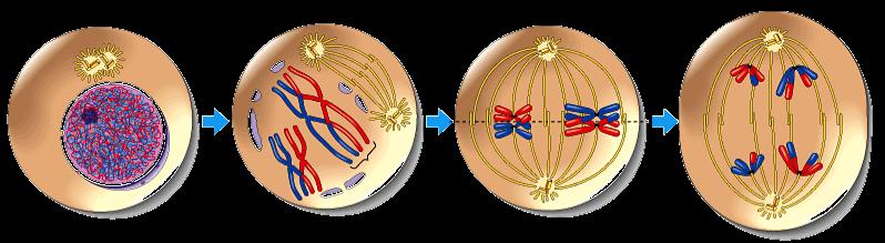 Overview of meiosis: 2n = 4