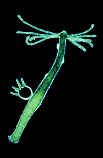 eukaryotes " Hydra