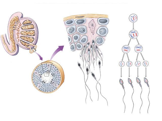 Sperm production: Epididymis Testis Vas deferens Coiled seminiferous tubules germ cell (diploid) primary spermatocyte (diploid) secondary spermatocytes (haploid)