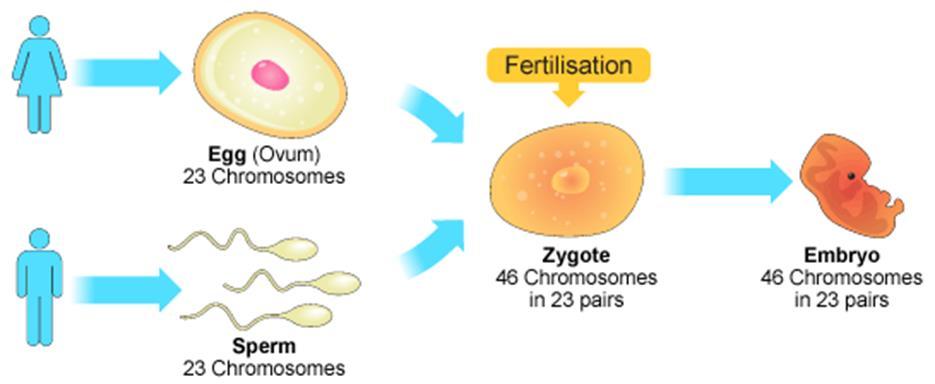 The fertilized egg (zygote) now has two haploid sets of chromosomes bearing genes from the maternal and paternal family lines. It will divide by mitosis to produce a new organism.