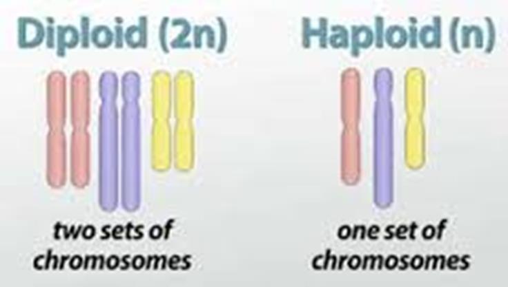 However, in meiosis, there are two consecutive cell divisions, meiosis I and meiosis II, which results in four daughter cells. Replication of chromosomes only occurs before the first division, though.