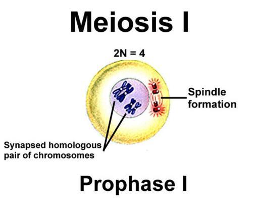 The first division, meiosis I, separates homologous chromosomes. The second, meiosis II, separates sister chromatids.