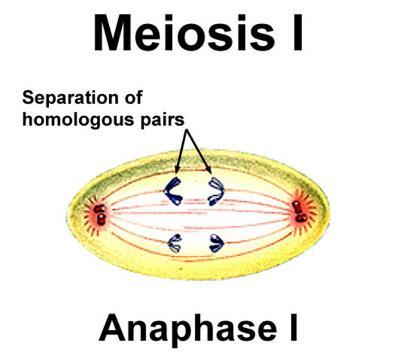 ) Prophase II: a spindle apparatus forms, attaches to each sister chromatid, and moves the double