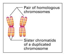 Sets of chromosomes Human somatic cells have 23 pairs of chromosomes The two chromosomes in each pair are called homologous chromosomes, or