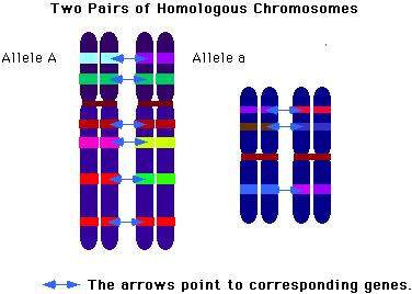 Homologous chromosomes Homologous chromosomes have the same general kind of gene along their length but the