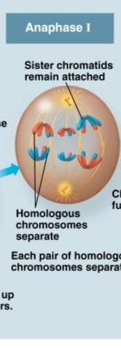 Anaphase I In anaphase I, pairs of homologous chromosomes separate One chromosome moves toward each pole, guided