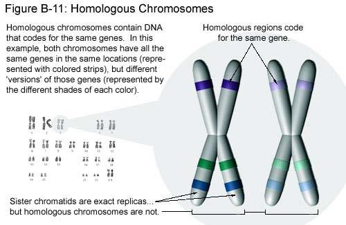 Homologous chromosomes Paired chromosomes both chromosomes of a pair carry genes