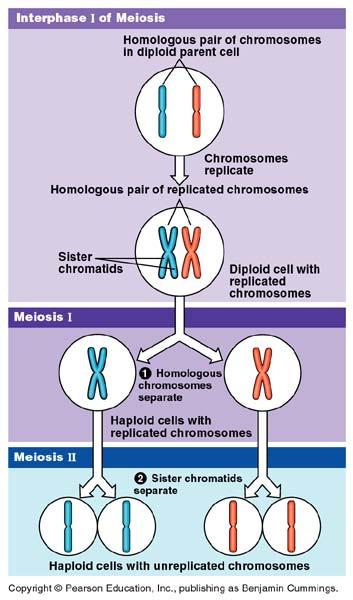 Double division of meiosis DNA replication 1st division of meiosis