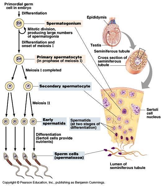 Spermatogenesis Continuous & prolific process in the adult male Each