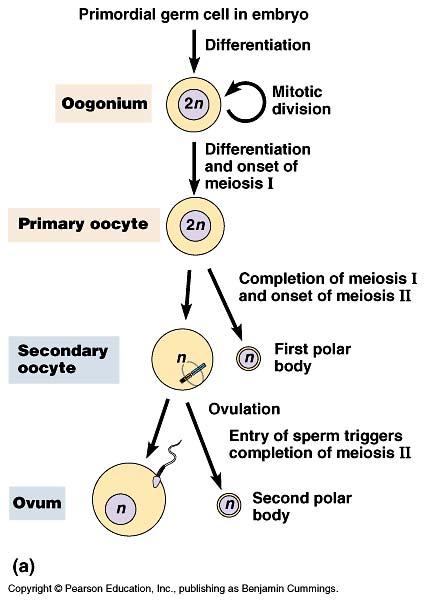 Oogenesis At birth an ovary contains all of the primary oocytes it will ever have ~300 eggs