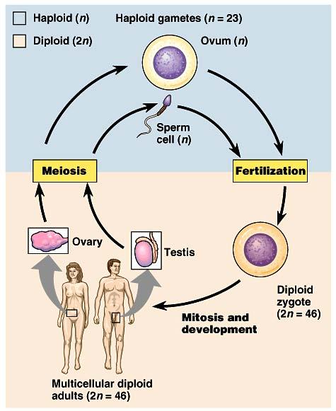 Role of Meiosis in Sexual Life Cycles Alternating processes fertilization & meiosis alternate meiosis