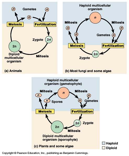Meiosis & fertilization must alternate for sexual reproduction to continue Alternation of generation the dominant multicellular stage (n vs.