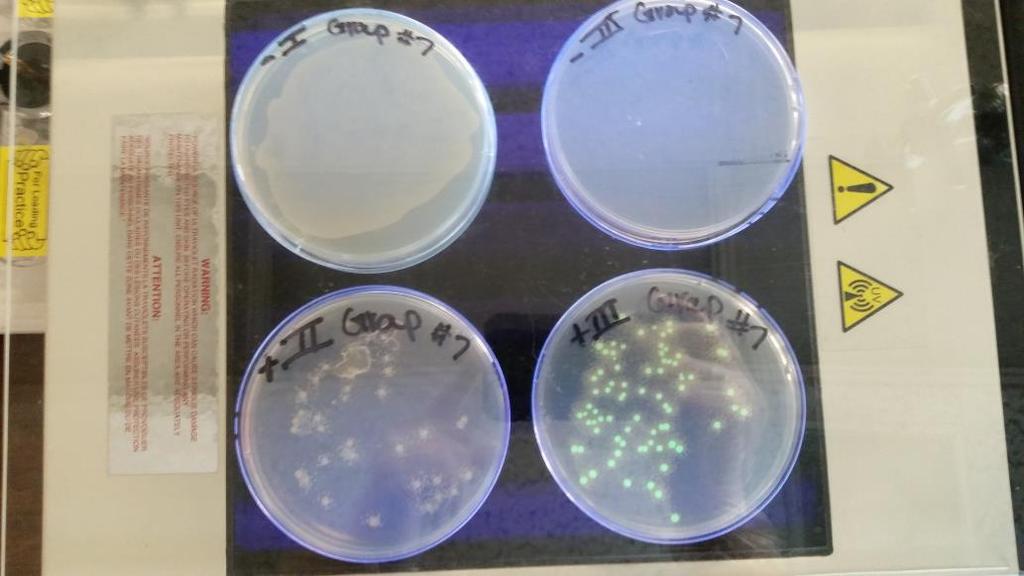 Genetic Material Uptake in E. Coli Watkins 4 These are our E. coli growth results.