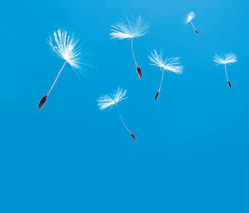 The parachutes harness the wind, which carries such seeds to new locations where conditions may favor sprouting and growth. Dandelions are very successful plants, found in temperate regions worldwide.