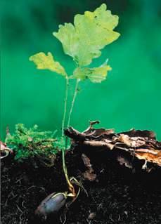 Inherited information carried by genes controls the pattern of growth and development of organisms, such as this oak seedling. Response to the environment.