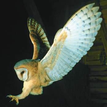 Kaufman tested the hypothesis that the amount of contrast between the coat color of a mouse and the color of its surroundings would affect the rate of nighttime predation by owls.