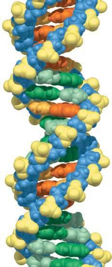 25 μm Egg cell Fertilized egg with DNA from both parents Figure 1.6 Inherited DNA directs development of an organism.