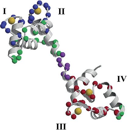 Residues in the linker of Calmodulin