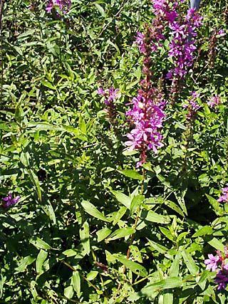 There was a large concentration of loosestrife, in addition to grasses and shrubs when the first inoculation occurred in 1997.