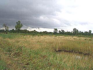 Pt. Mouillee Purple Loosestrife Biological Control Site (PL13) - Monroe County, MI.