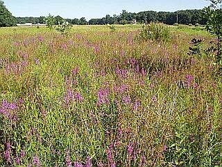 Allegan Hopkins Purple Loosestrife Biological Control Site (PL14) - Allegan County, MI.