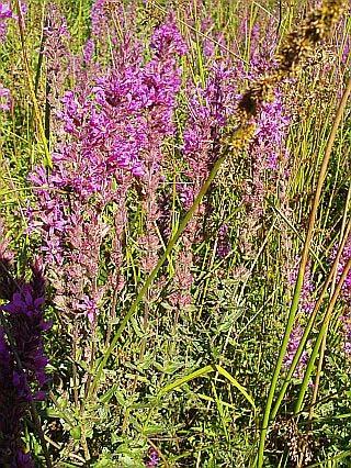 The dominant plant species are grasses, some small shrubs and purple loosestrife.