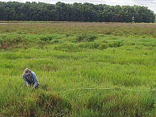 In 1994, 1750 adult Galerucella beetles were released into this 640 acre impounded marsh.