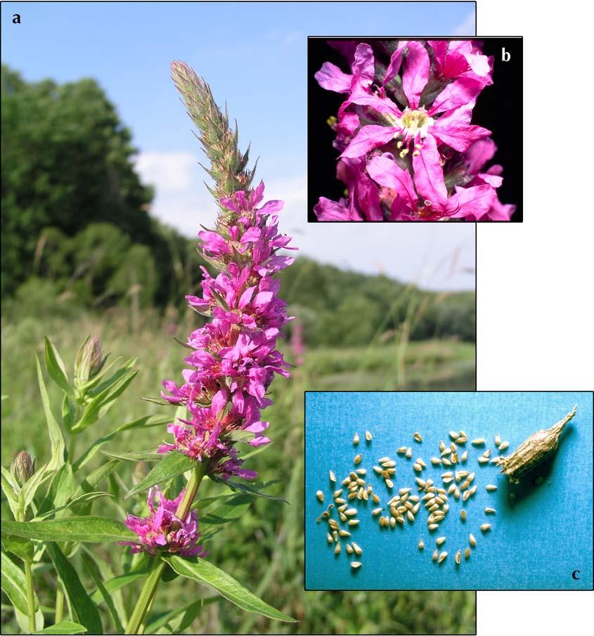 BIOLOGY AND BIOLOGICAL CONTROL OF PURPLE LOOSESTRIFE Figure 3. Purple loosestrife: a) inflorescence (UGA1291004); b) flowers (UGA1291005); and c) seeds (UGA1291006).