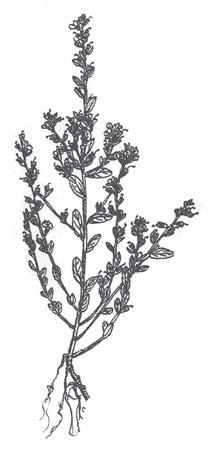 Wing-angled loosestrife (Lythrum alatum) Saltmarsh