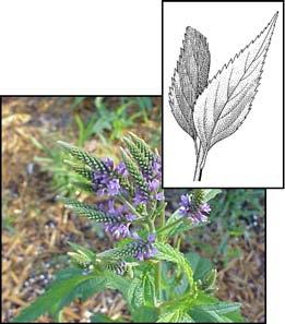 Fireweed (Epilobium angustifolium) Family: Onagraceae Description: Stems are round; leaves are alternate, smooth, and lanceshaped, very short petiole; purple flowers