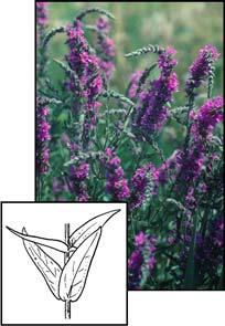 Blue vervain (Verbena hastata) Family: Verbenaceae Description: Stems are square; leaves are opposite, rough-hairy, narrowly oblong on short petioles, toothed or