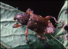 (Top and center: UGA1291044 and UGA1291045) Insect Type Leaf beetle Scientific Name Common