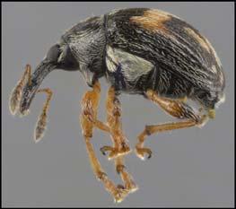 ) Black-margined loosestrife beetle Galerucella pusilla Duftschmidt Golden loosestrife beetle