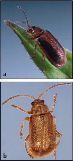 pusilla are two nearly identical species of leaf-feeding beetles (Figure 8). Both beetles are light brown in color, but G.