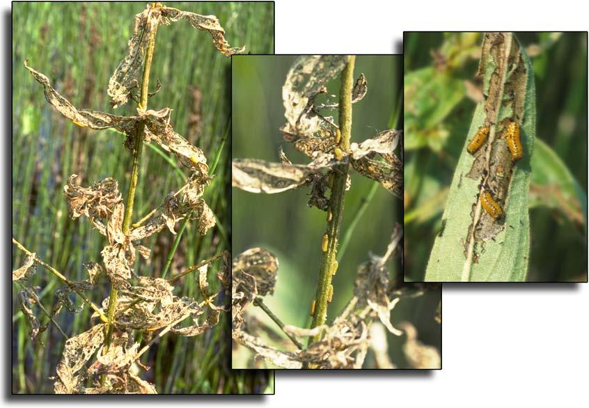 BIOLOGY AND BIOLOGICAL CONTROL OF PURPLE LOOSESTRIFE Impact: Adult loosestrife beetles are very good fliers and they can easily find new patches of purple loosestrife on which to feed and reproduce.