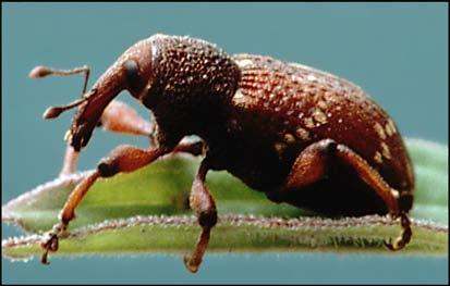 It is now established at many sites across the United States and Canada. This weevil is nocturnal and long-lived as an adult (two to three years or longer).