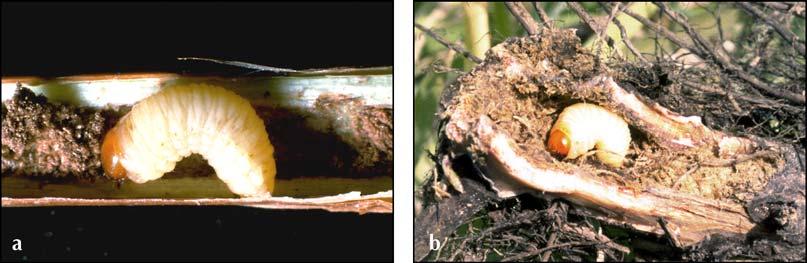 BIOLOGY AND BIOLOGICAL CONTROL OF PURPLE LOOSESTRIFE a b Figure 16. Hylobius transversovittatus larvae in a purple loosestrife: a) stem, and b) root.