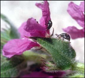 Females continue to lay eggs throughout the peak flowering period of purple loosestrife. Eggs are laid singly into the tips of flower buds before petals are fully developed (Figure 19).